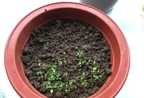 康乃馨刚发芽,这4点要做好,不然容易出现死苗