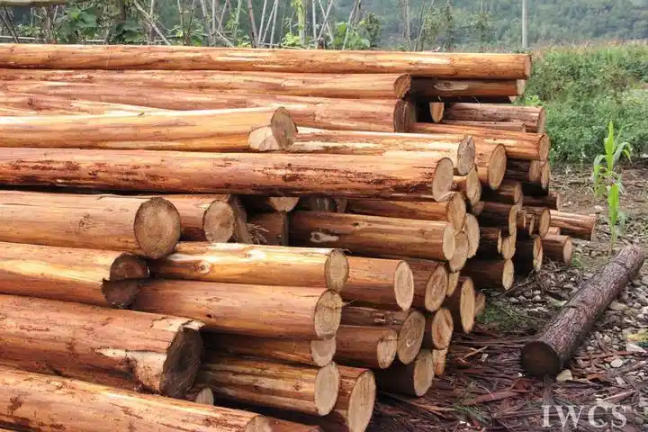 大杉木,杉圆木,杉木板,祠堂木,庙门木,松木板 杉木板杉圆木 祠堂木庙