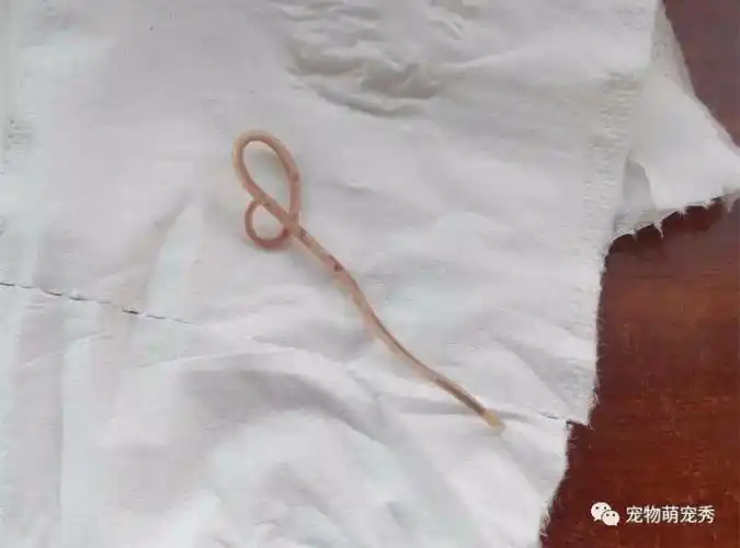 狗狗有寄生虫的10大症状!宠物应该多久体内体外驱虫一次?