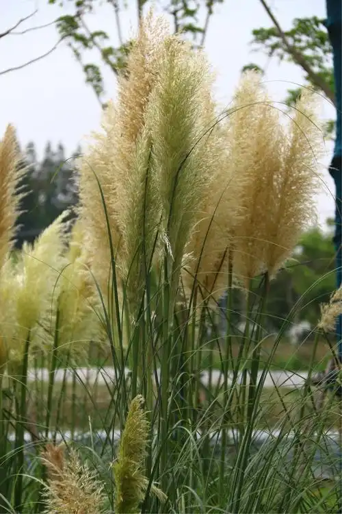 蒲苇花开立秋时