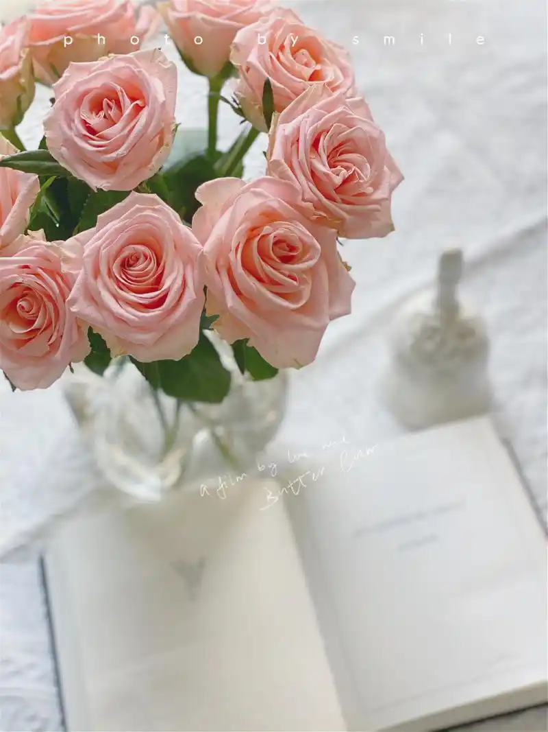 「柏拉图」玫瑰 不会开炸 但是极其温柔的一款玫瑰 花型是最经典的