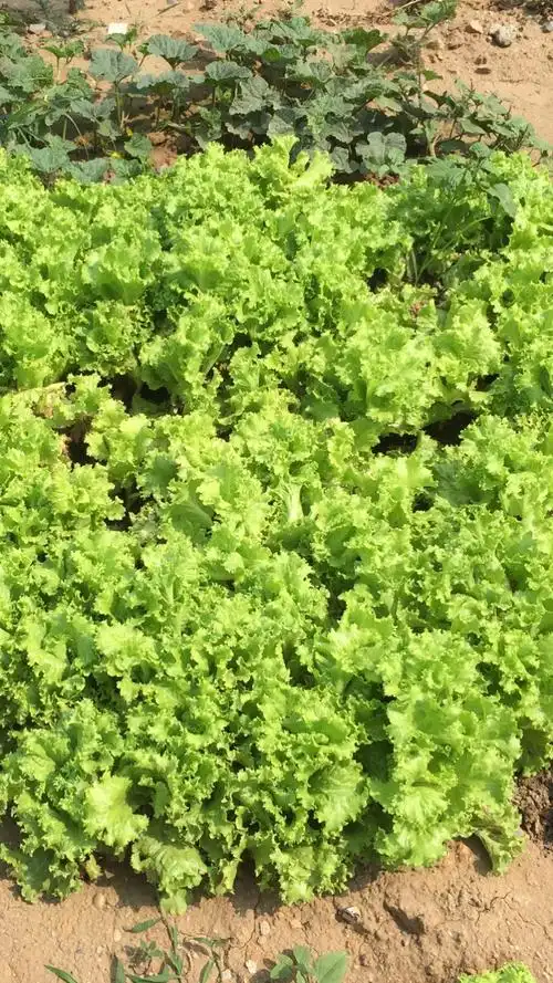 生菜中含有甘露醇等有效成分,有利尿和促进血液循环,清肝利胆及养胃的