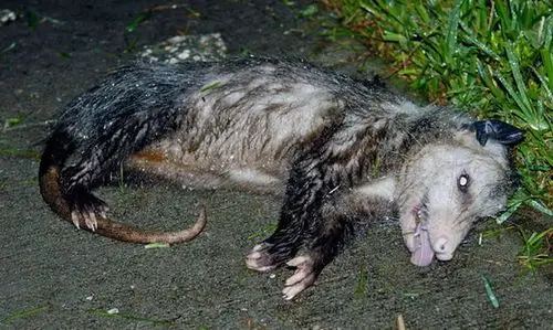 北美洲唯一的一种有袋动物负鼠会装死会疾停