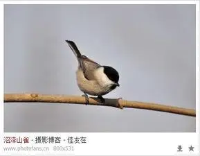 红子鸟红子鸟叫声十三口清晰