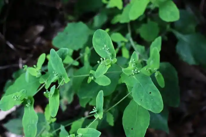 【黄瓜假还阳参】菊科,假还阳参属