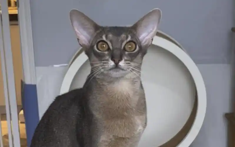 眼里的傲气根本藏不住,蓝色阿比展示