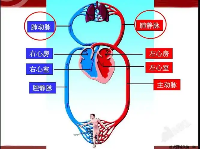 固定,其主要作用在于预防血液从肢体远端,向心脏回流的过程中出现反流