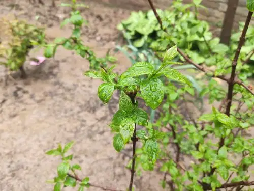 雷雨过后的腊梅叶!