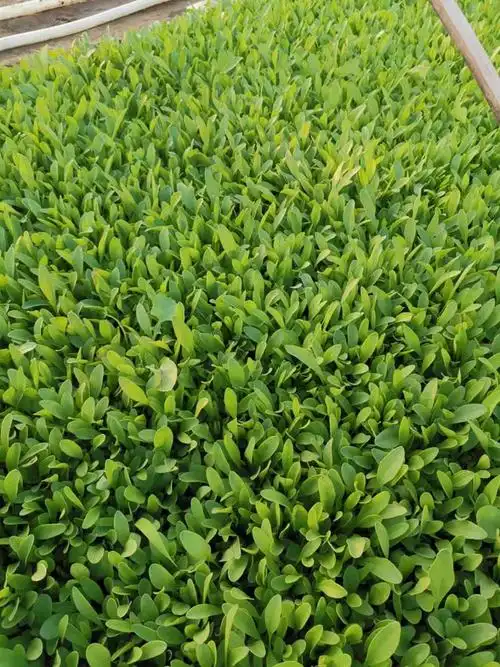 金鸡菊金鸡菊小苗金鸡菊花海用苗