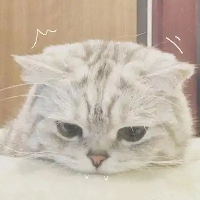 猫头像高冷图片真猫