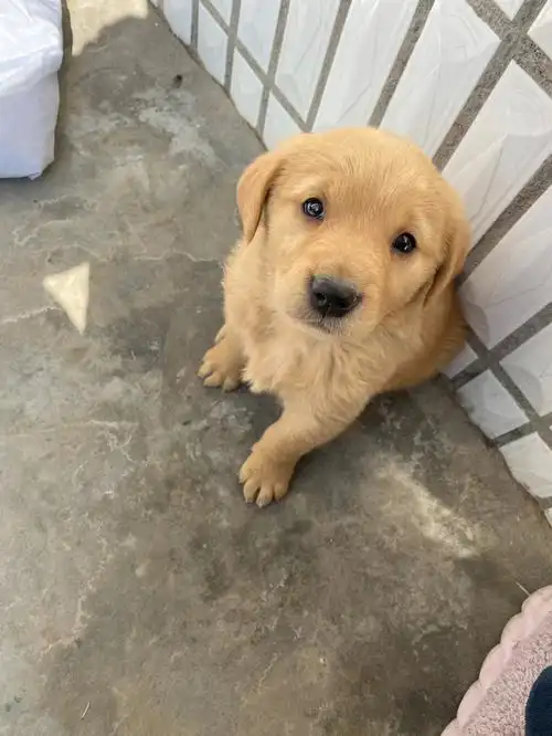 广大朋友们这金毛纯吗 买的时候忘问多大了也不知道多大