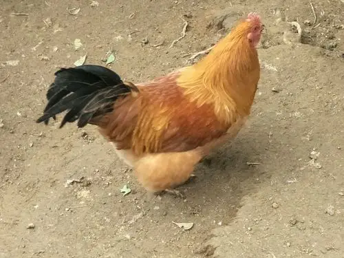 年鸡大优惠(八角生态鸡)是您团圆,补身体,送礼不二选择!