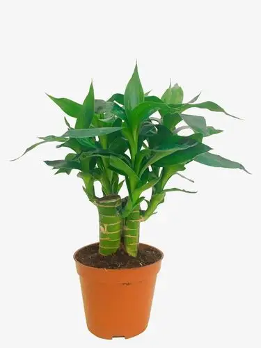 步步高观音竹_免抠元素_动植物元素_植物共享免费下载 - 花猫素材网