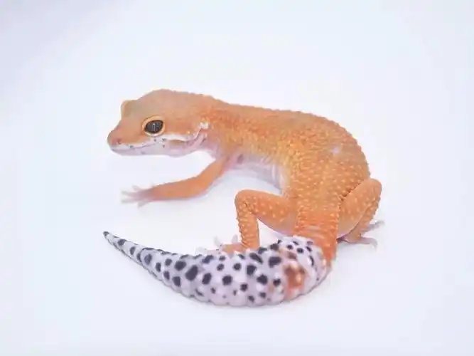 个体交流0311|上新2019头苗 豹纹守宫 肥尾守宫