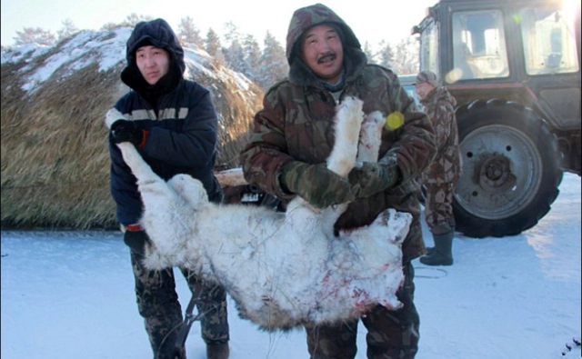 16西伯利亚人狼大战为解决狼患决定向中国富人开放狩猎