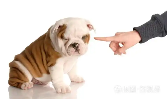 摇手指在九周老的英国牛头犬小狗人士手