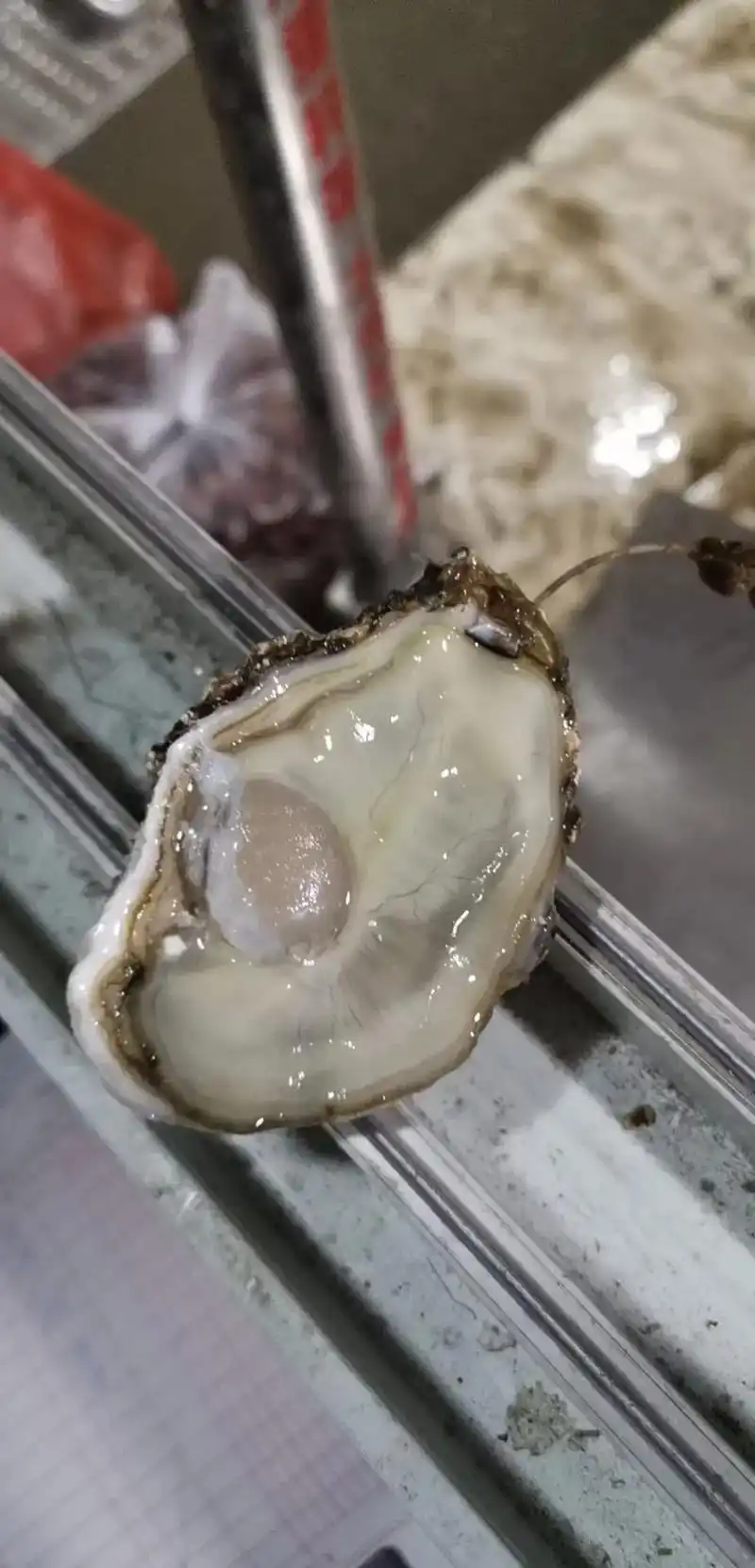 生蚝蒸多久您看最后一张照片,给您介绍的妥妥的#男人的加油站女 - 抖