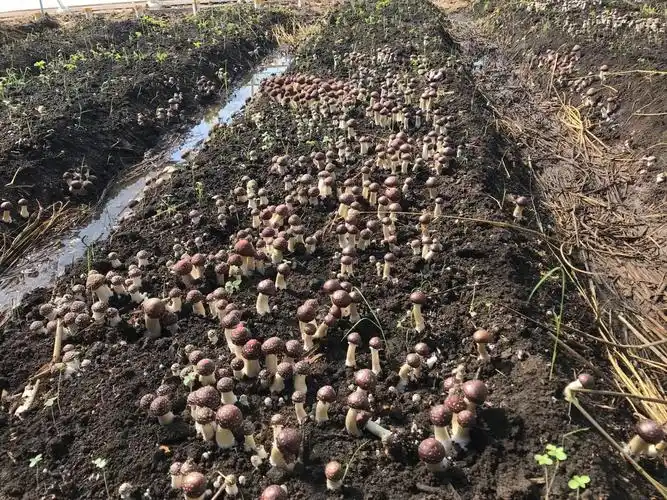 中国最大的赤松茸培育基地18845771919