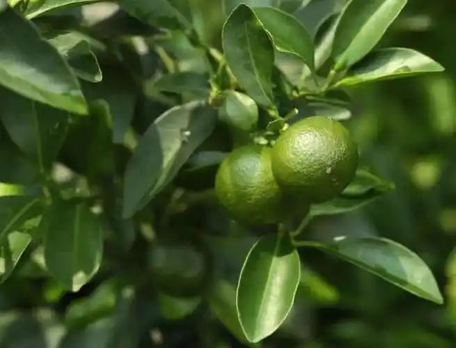 万物皆可香竹子橘叶都可以