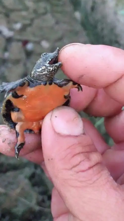 藏在空壳里的小甲鱼,小可爱