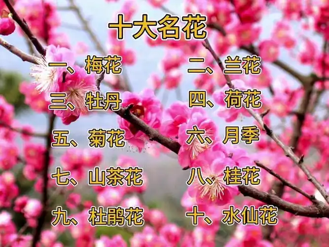 你知道我国的国花是什么吗?我国十大名花都有哪些?