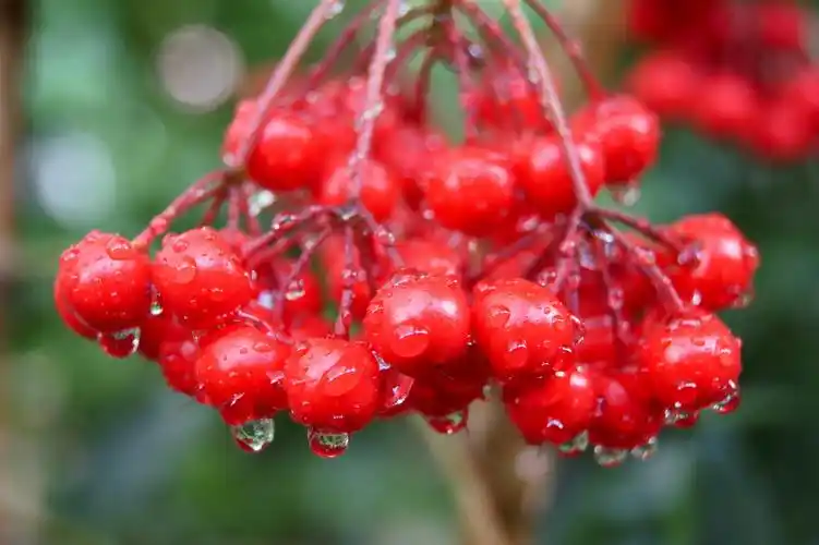 主题:《 红果 》