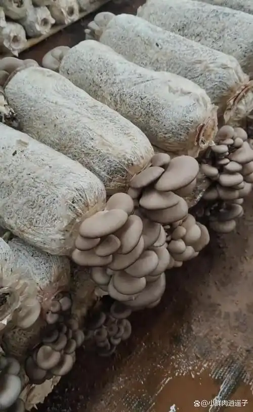 食用菌平菇三合一栽培方法