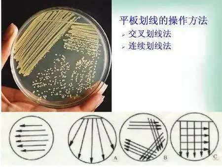 平板划线法的目的