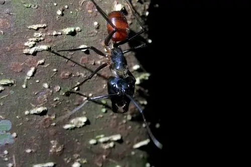 地上随处可见的婆罗洲巨蚁.哥哥瞪大眼睛,比哥哥手指头都大啊.