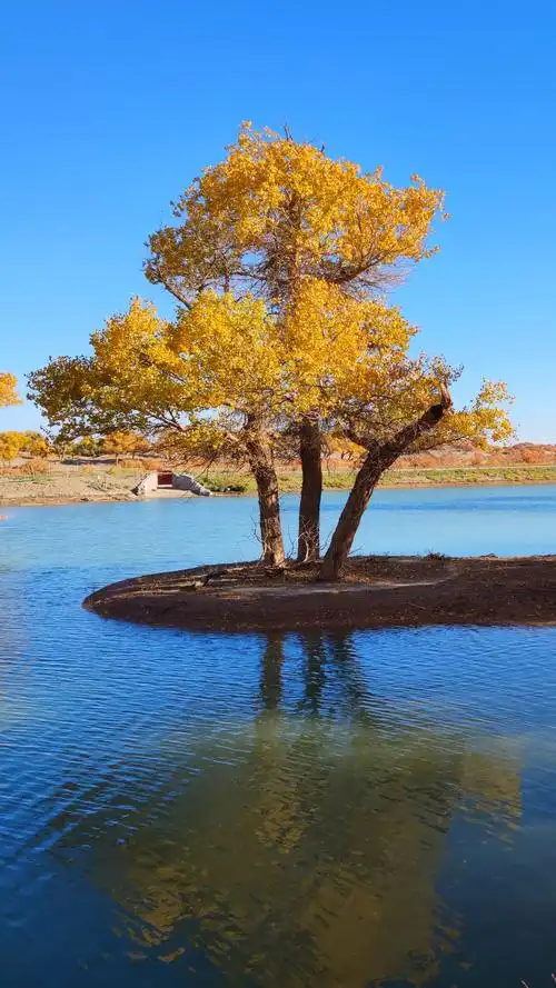 胡杨树坚韧顽强的身姿,清新的碧空,清澈如镜的湖水融为一体,美得令人