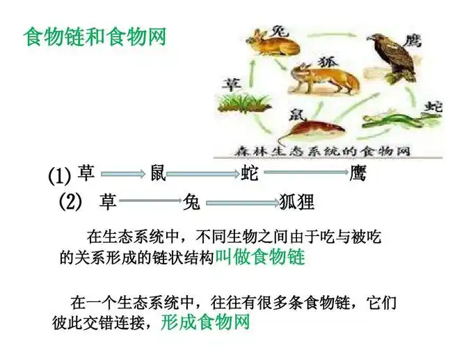 第二章第二节 生物与环境组成生态系统3 课件(人教版七年级上)ppt