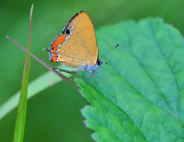 一组浓紫彩灰蝶