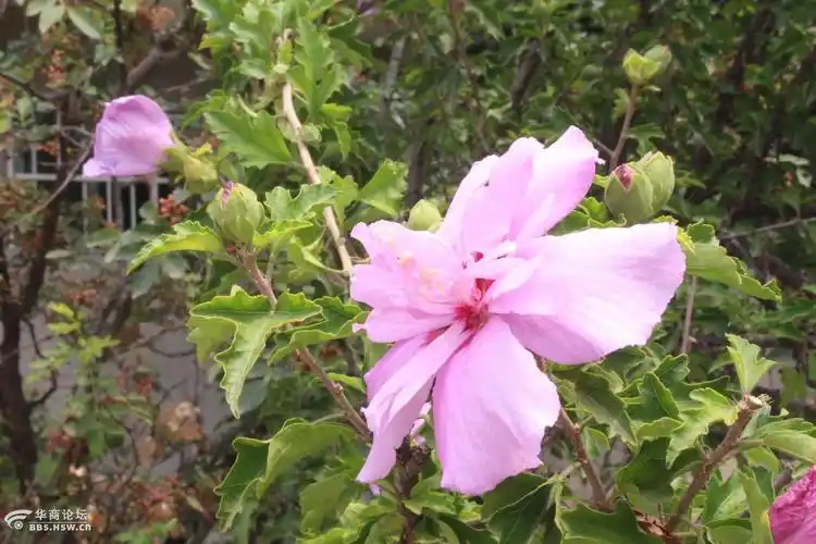长知识好吃的花木槿鸡肉花猪油花