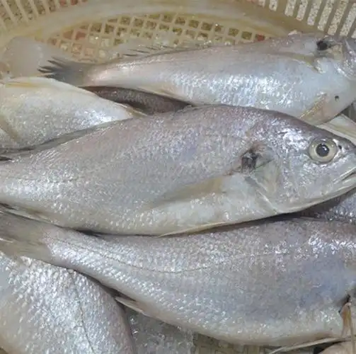 白鳞鱼小比管大比管刀鱼(小)鼓眼鱼(大)黑头鱼红加吉鱼红头鱼红鱼