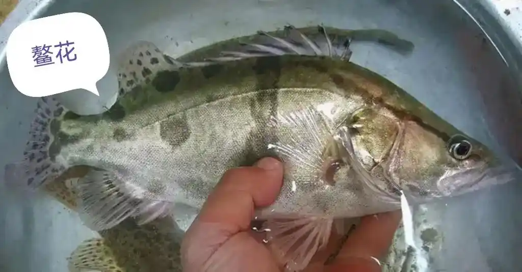 松花江名鱼 三花 五罗 十八子 - 抖音