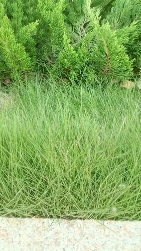 毛茸茸的草挺密挺细,是什么草,绿化.