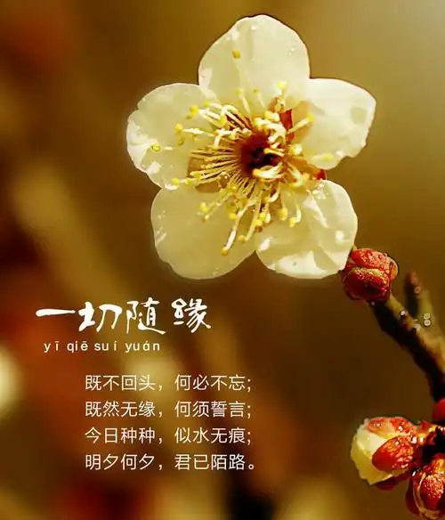 顺其自然一切随缘