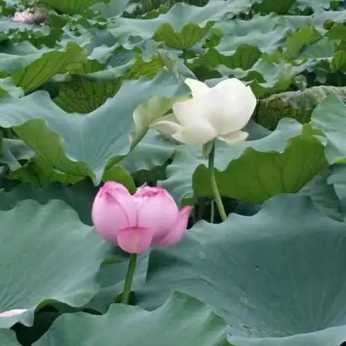 淡然若水的头像图片