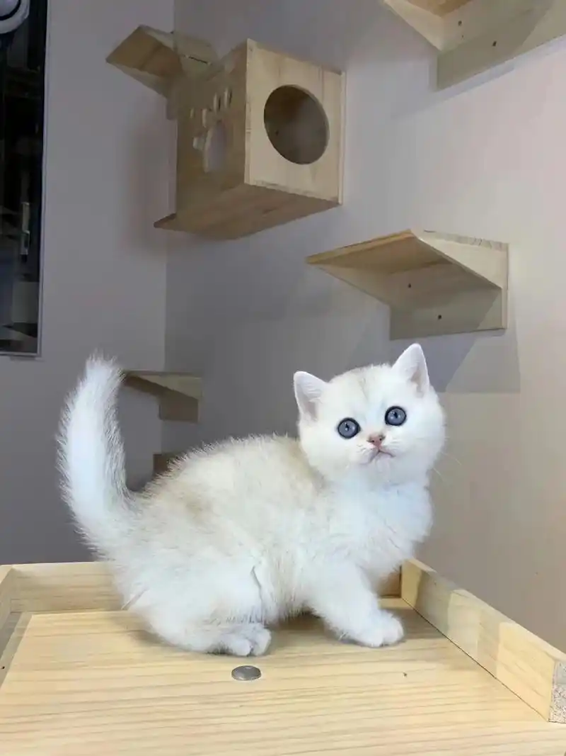 银渐层找新家啦,领养价 找新家～弟弟妹妹.猫咪两个来月,已经 - 抖音