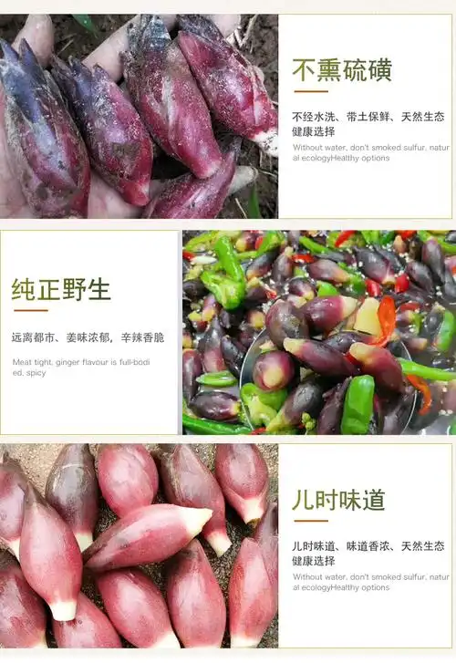 洋荷姜 阳荷姜 新鲜3斤野生洋河阳和姜洋火阳藿洋荷洋胡姜蔬菜 2500g