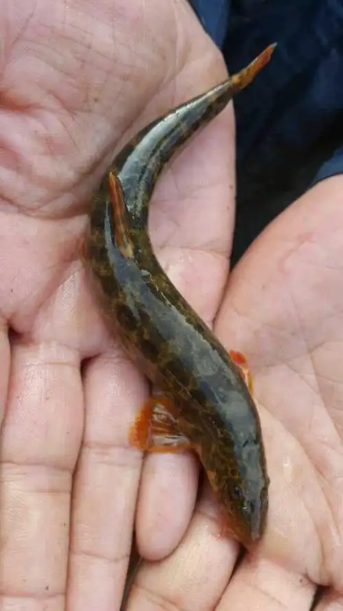 泥鳅正宗黑龙江野生河鲜活水产大花冷水鱼淡水鱼2斤淡水鱼类