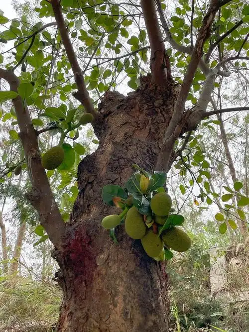 在学校发现了一颗菠萝蜜树