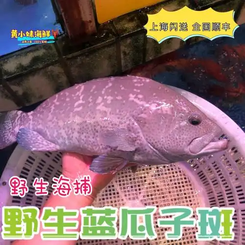鲜活蓝瓜子斑鱼正宗海捕野生海鱼东星斑七星斑刺身海鲜1斤价-阿里巴巴
