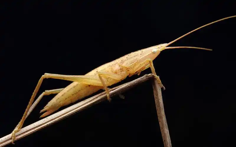 鸣叫的螽斯图片 昆虫,螽斯, _ 鸣叫的螽斯[图片专辑] _ 图片网
