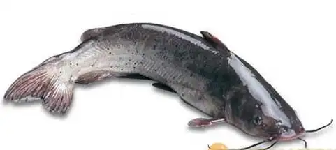 2010-07-22 为什么鲶鱼的内脏长在头部? 鲶鱼长什么样 &