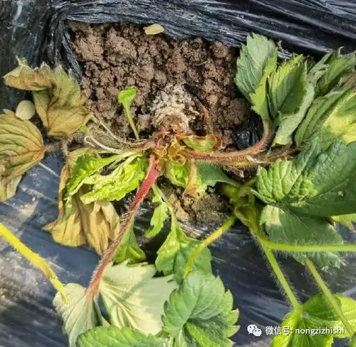 草莓根腐病的发生与辩识