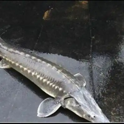 鲟鱼价格行情_今日鲟鱼价格多少钱一斤 _ 一亩田