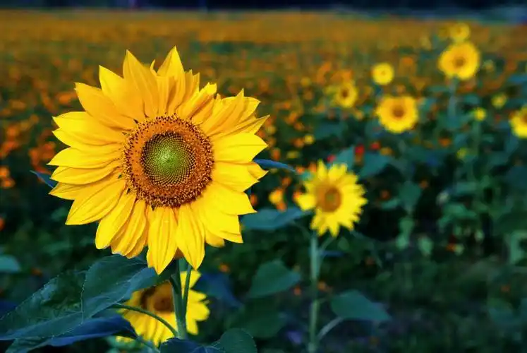 摄影家手札dgphoto - 向日葵/艺廊