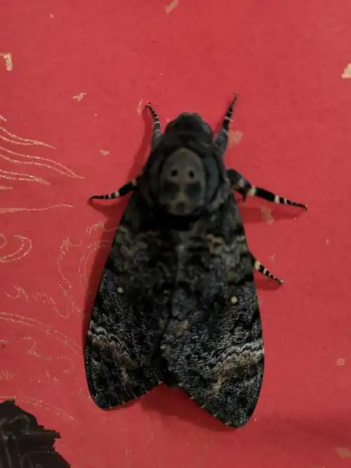 请问这是一款什么蛾子?鬼头蛾～～吗?