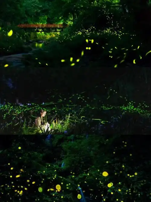 成都周边2h闯入萤火虫之森高空滑道巨好玩